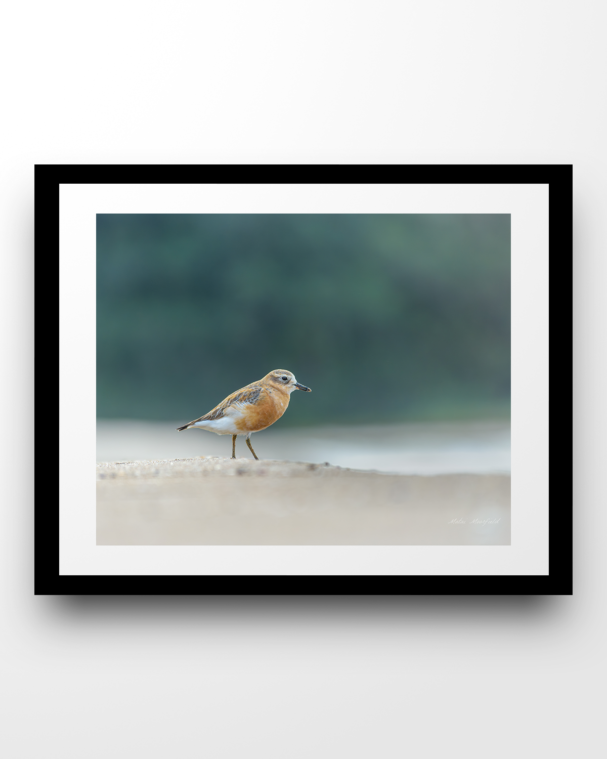 Fine Art Dotterel Wildlife Print - New Zealand Bird Photography